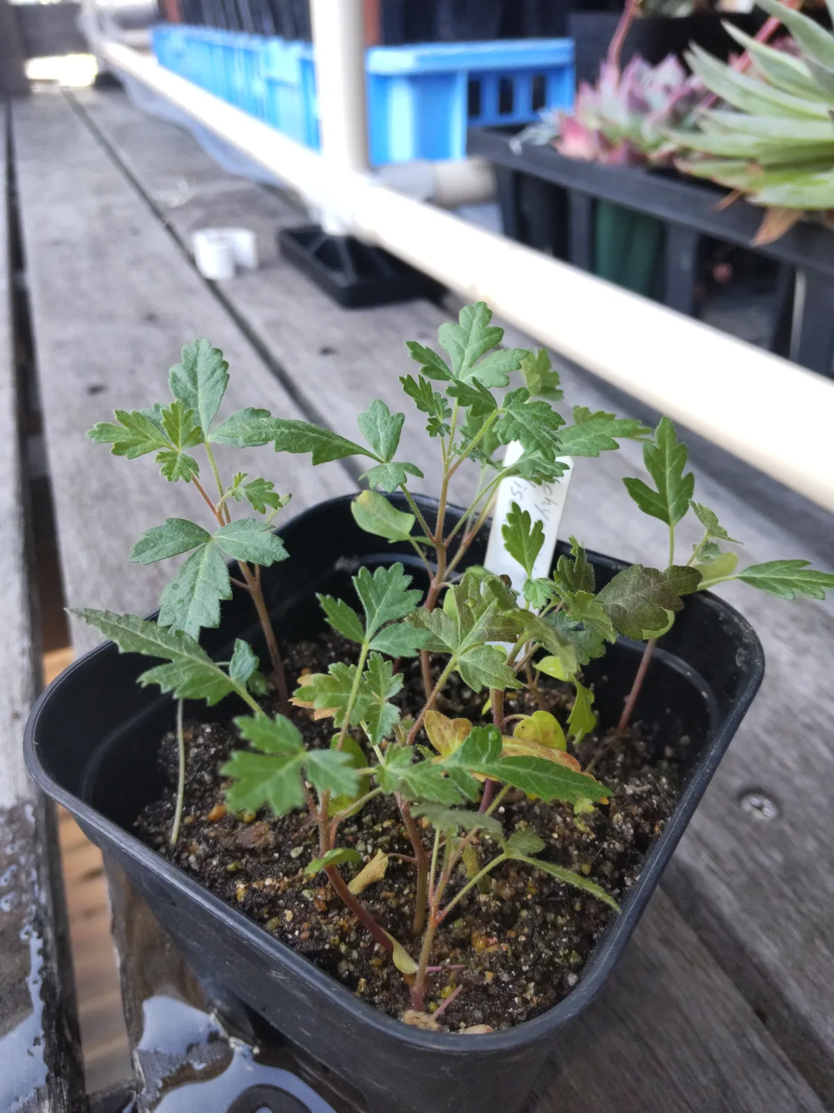 Pachycormus discolor (パキコルムス ディスカラー)