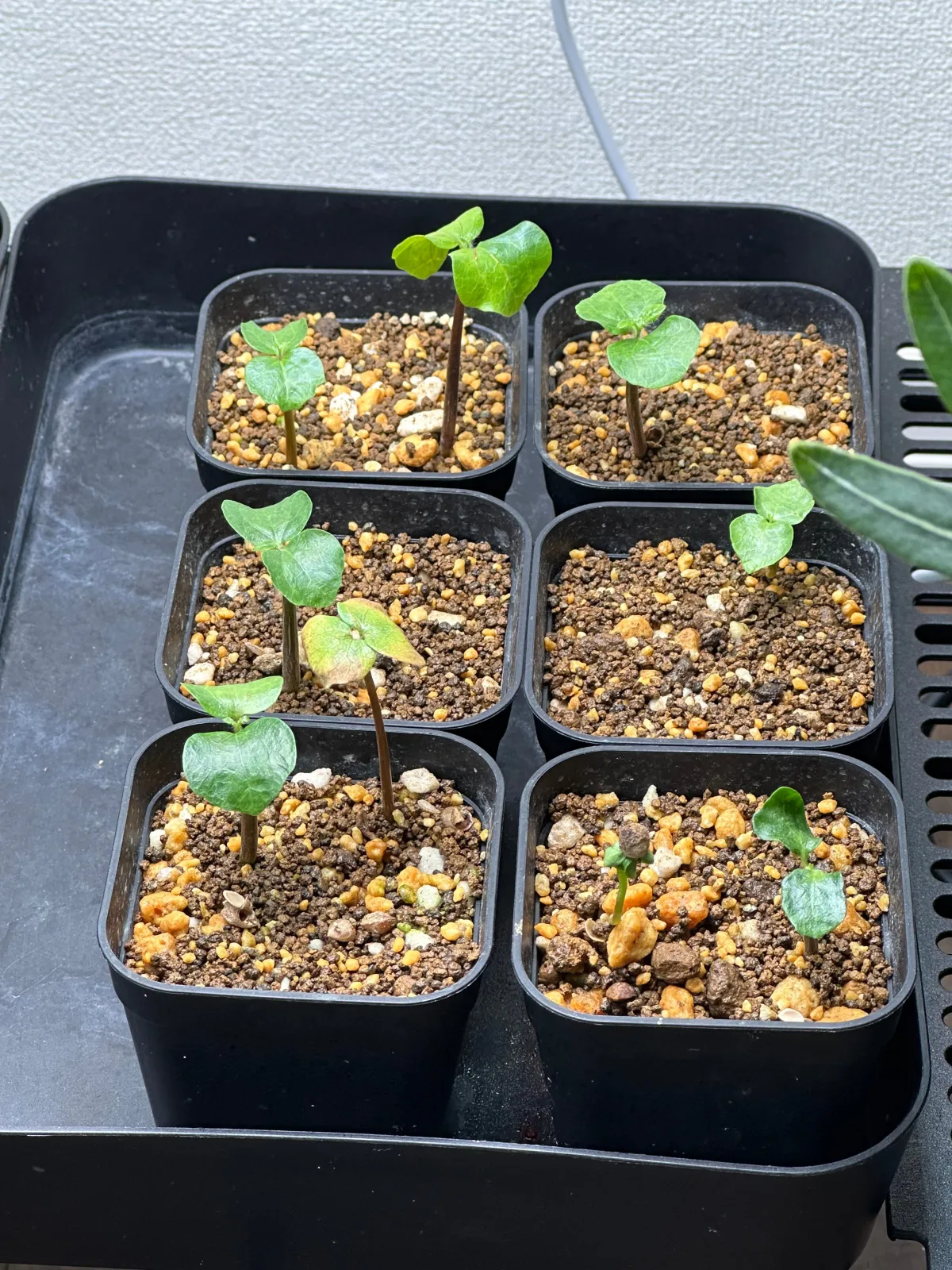 Commiphora monstruosa (コミフォラ モンストローサ)