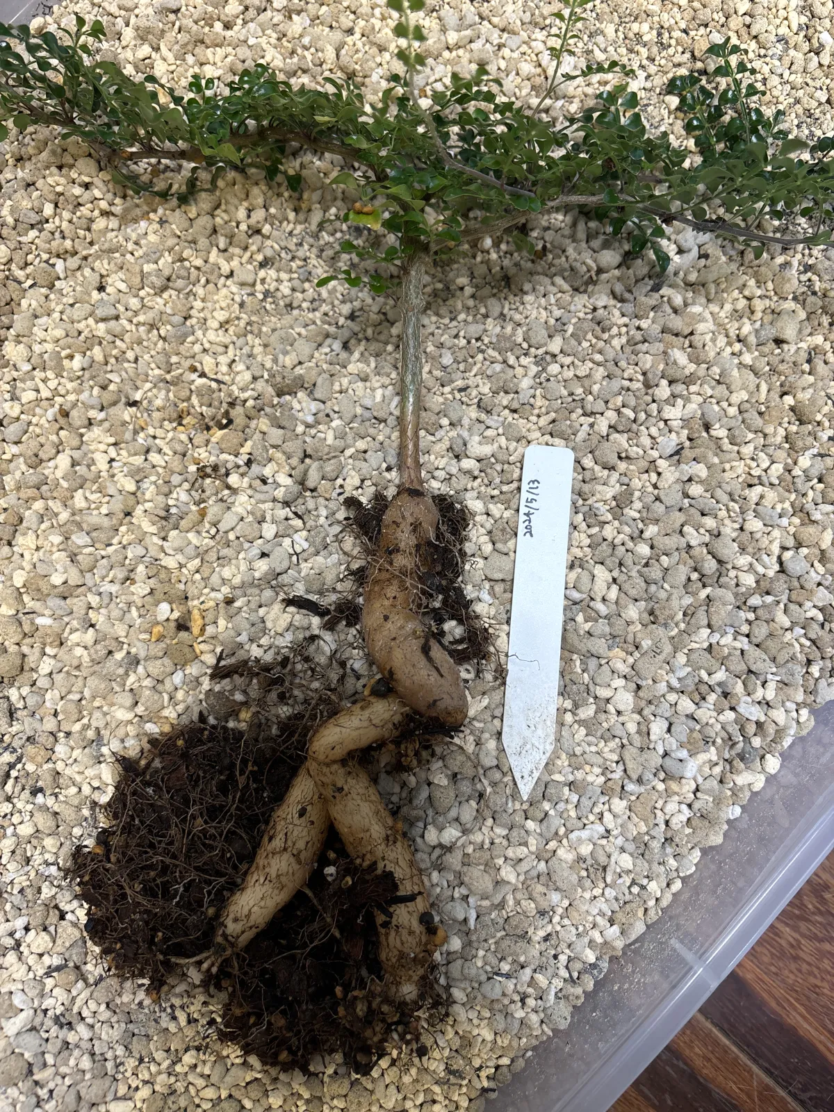 Operculicarya decaryi (オペルクリカリア デカリー)