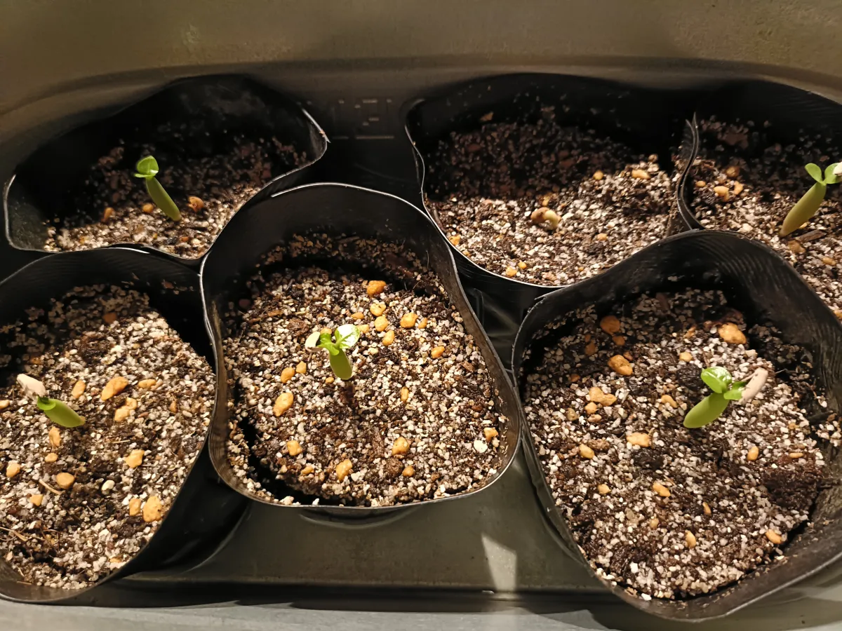 Adenium arabicum 'BlackSkin' or 'Black Stem' (アデニウム アラビカムブラック)