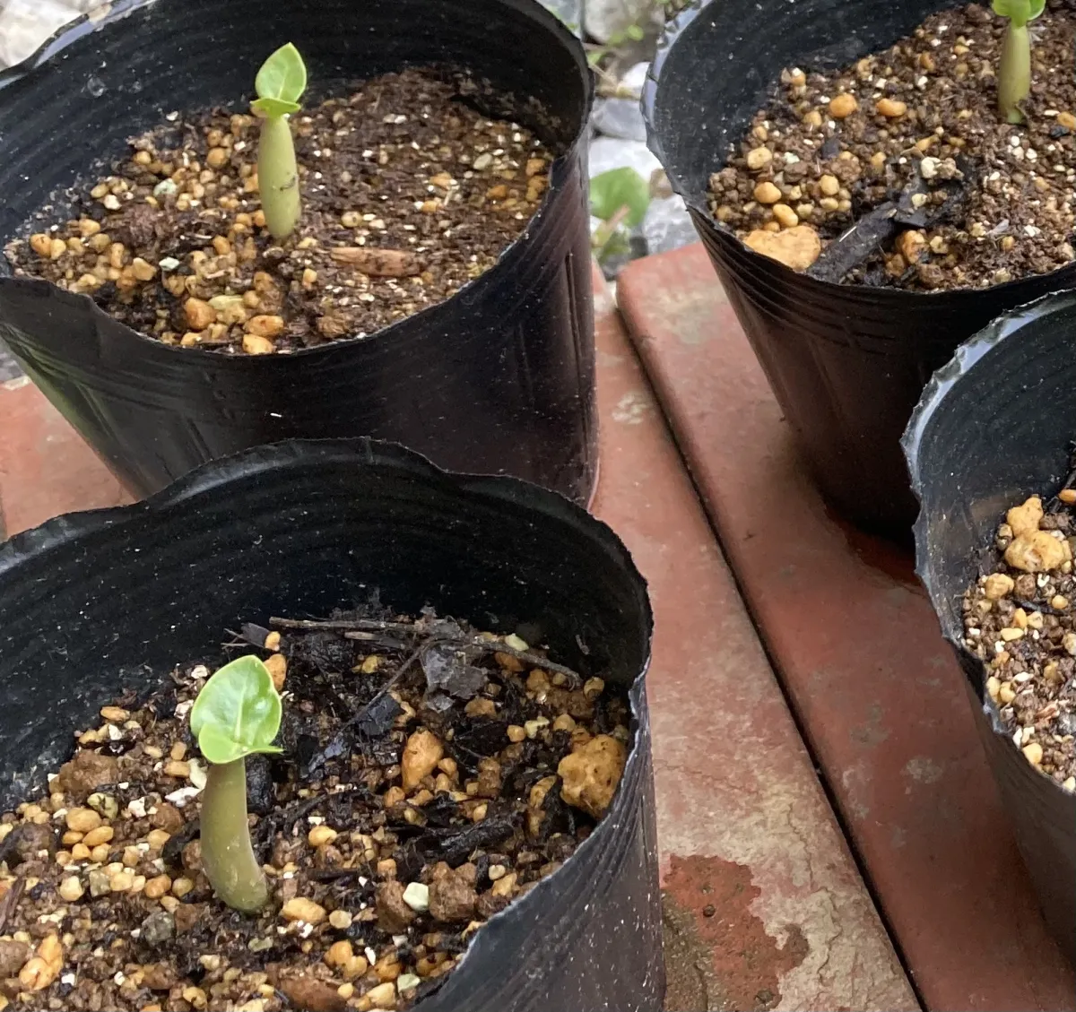 Adenium arabicum Black Giant (アデニウム アラビカム ブラックジャイアント)