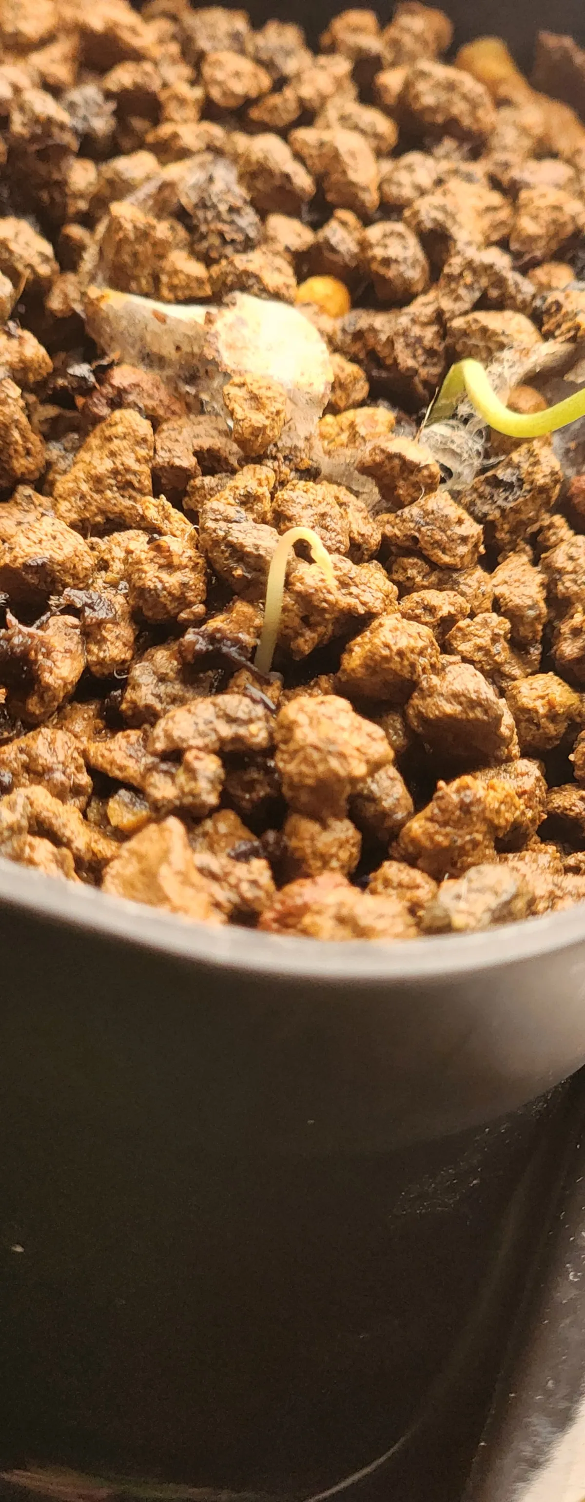 [チャレンジ種子] 亀甲竜 Dioscorea elephantipes ディオスコレア エレファンティペス 未発芽ロット