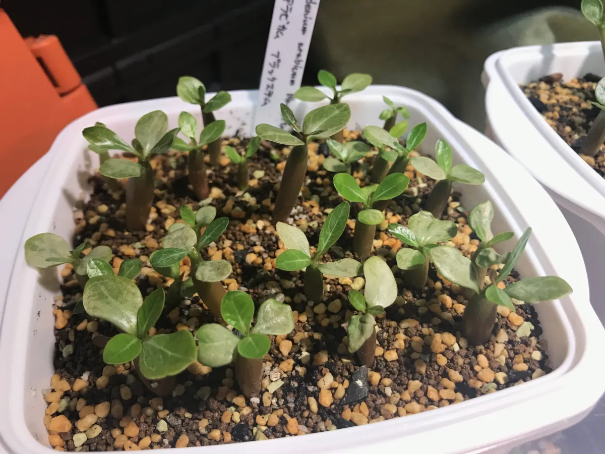 Adenium obesum (アデニウム オベスム)