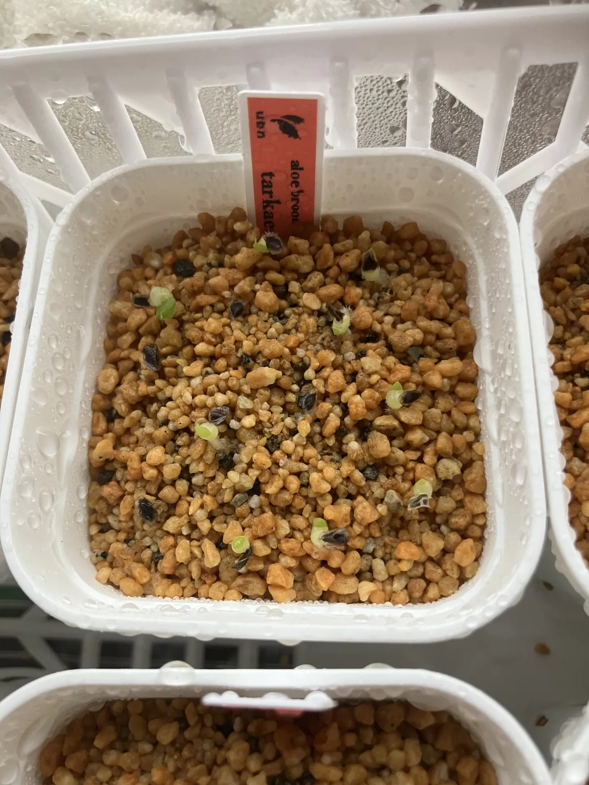 Aloe broomii var. tarkaensis (アロエ ブルーミータルカエンシス)