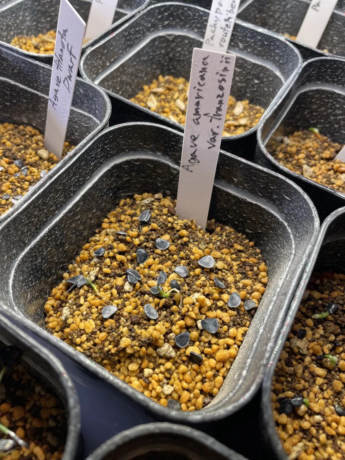 Agave americana var. franzosinii (アガベ フランゾシニー)