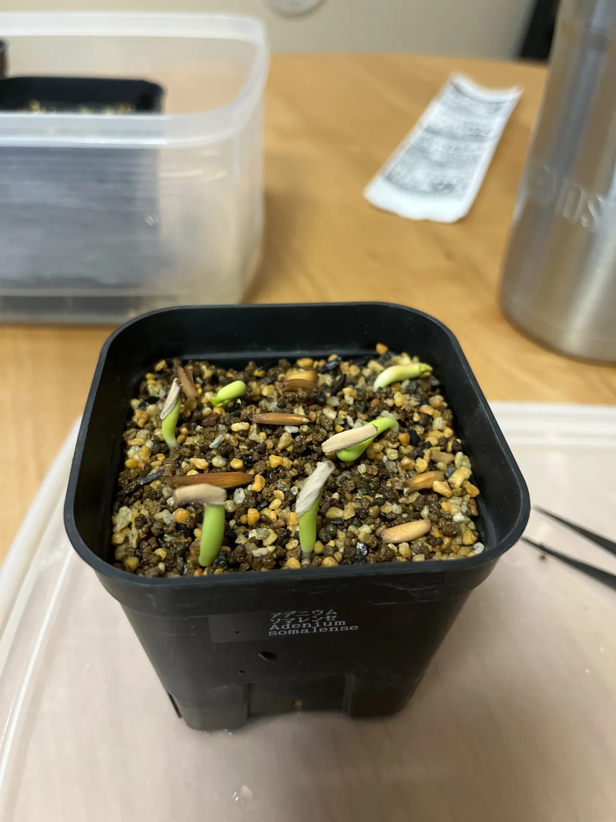 Adenium somalense (アデニウム ソマレンセ)