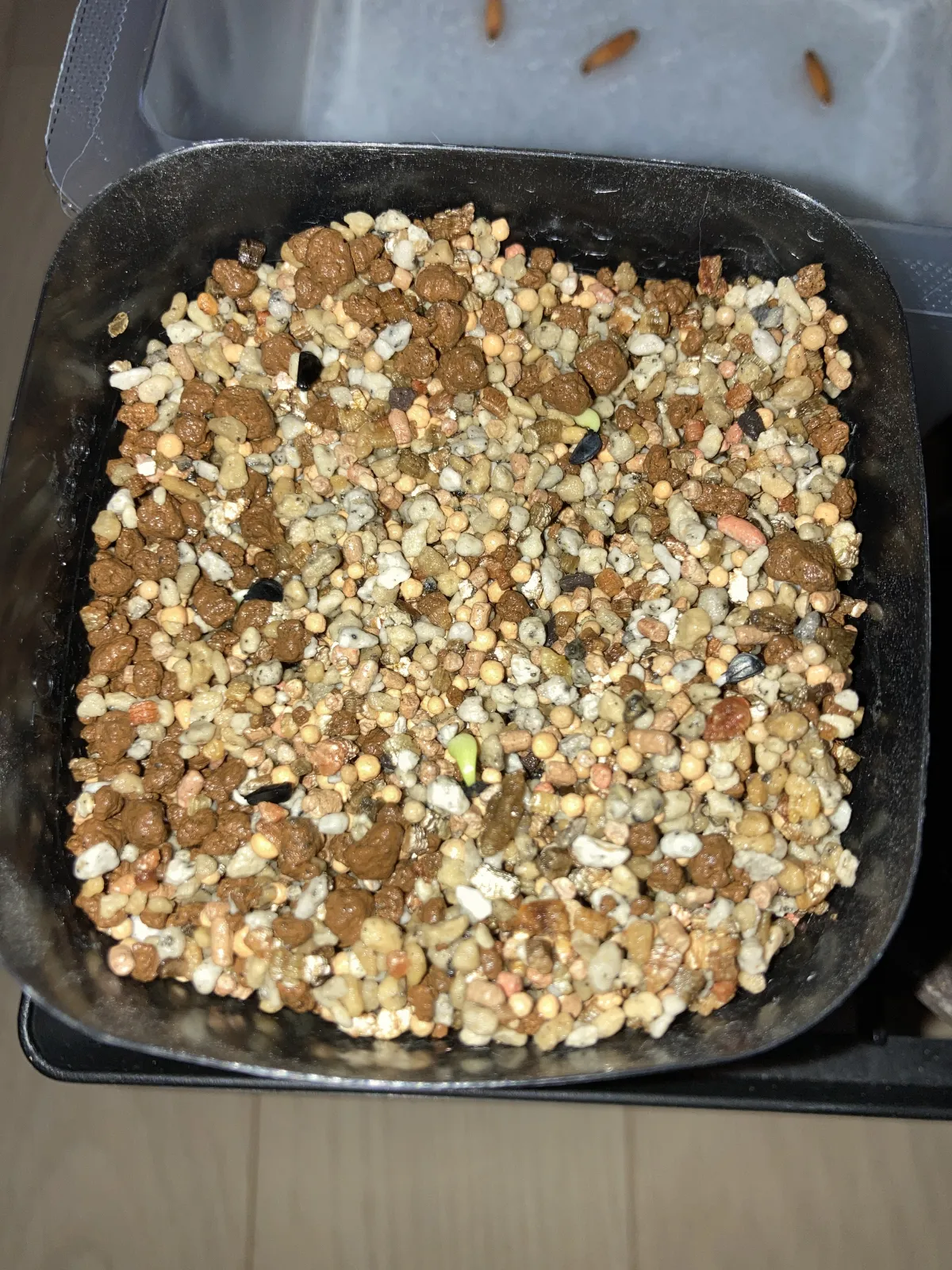 Agave oteroi (アガベ オテロイ)