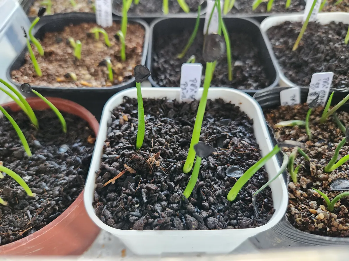 Agave Agave sp 'Azul Monterrey' (アガベ アズールモントレー)