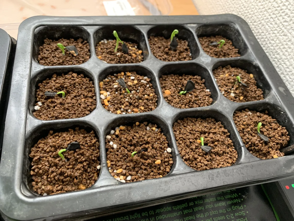 Agave americana var. oaxacensis (アガベ オアハセンシス)