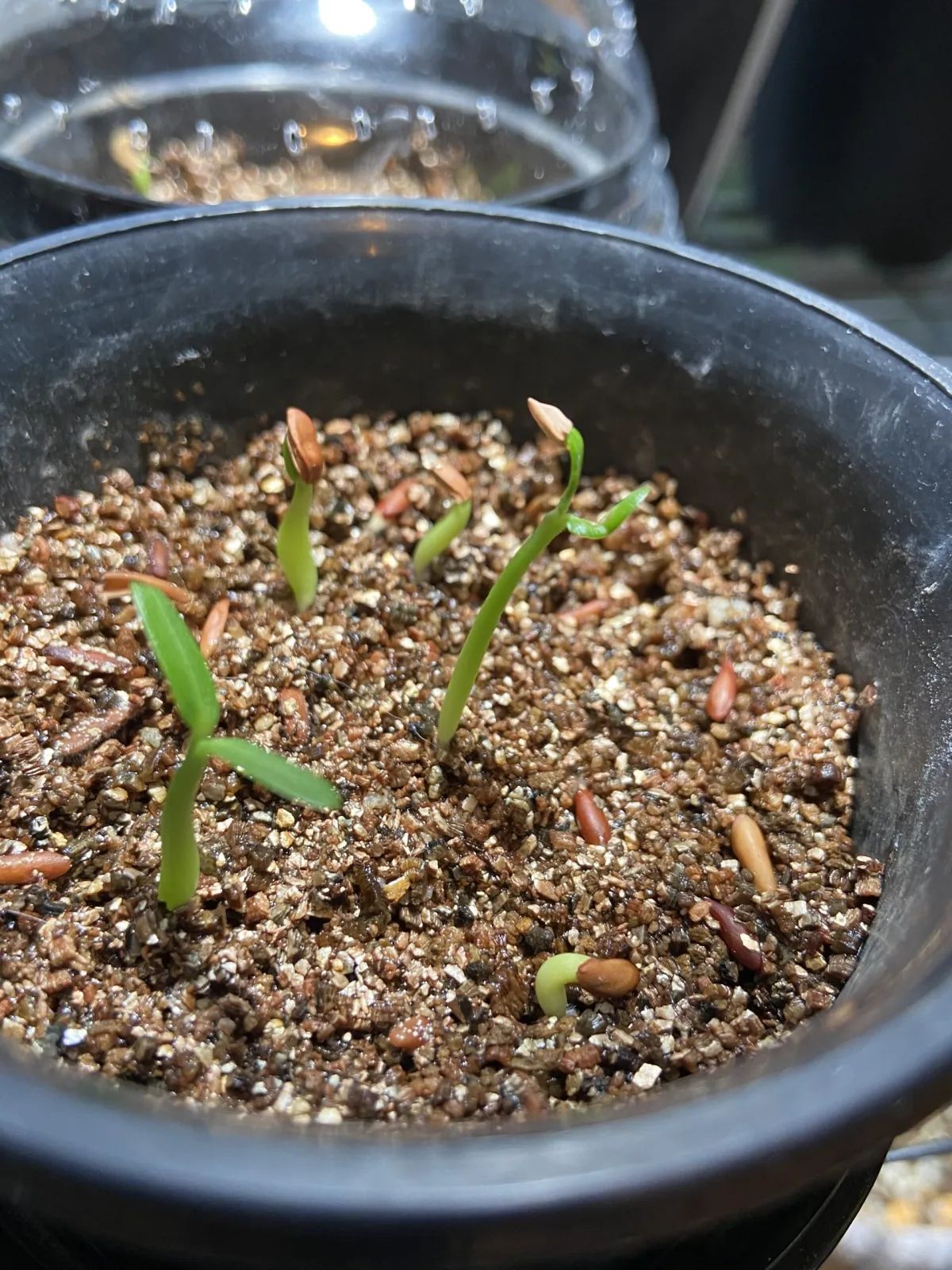 Pachypodium rosulatum var. gracilius (パキポディウム グラキリス)