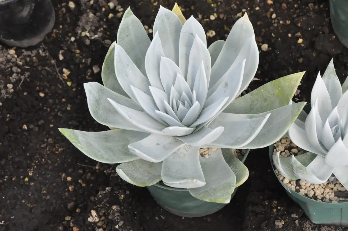 Dudleya anthonyi (ダドレヤ アンソニー ミシオン)