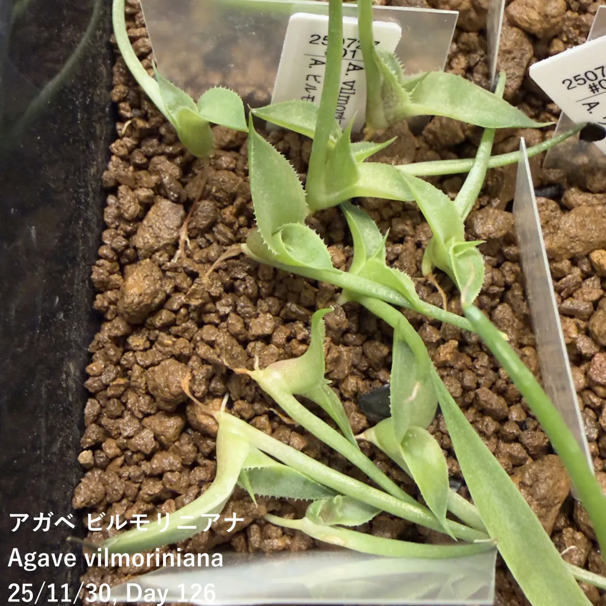 Agave vilmoriniana (アガベ ビルモリニアナ)