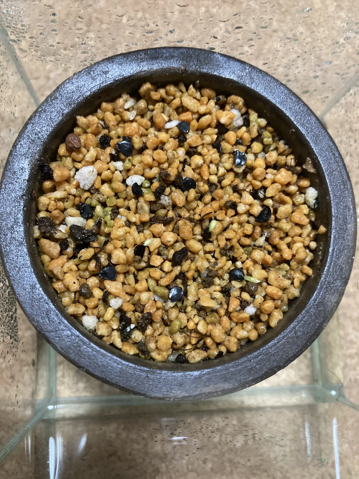 Agave kerchovei (アガベ ケルチョベイ)