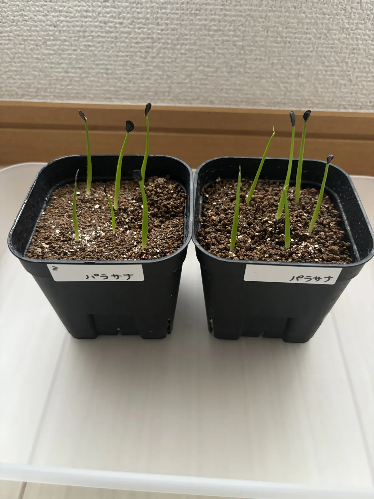 Agave parrasana (アガベ パラサナ)