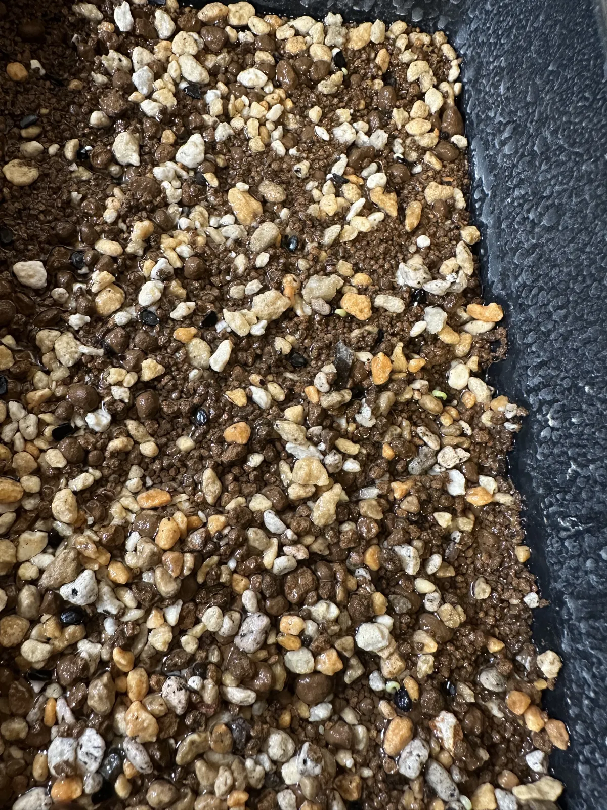 Agave titanota 'Blue' (アガベ チタノタブルー)