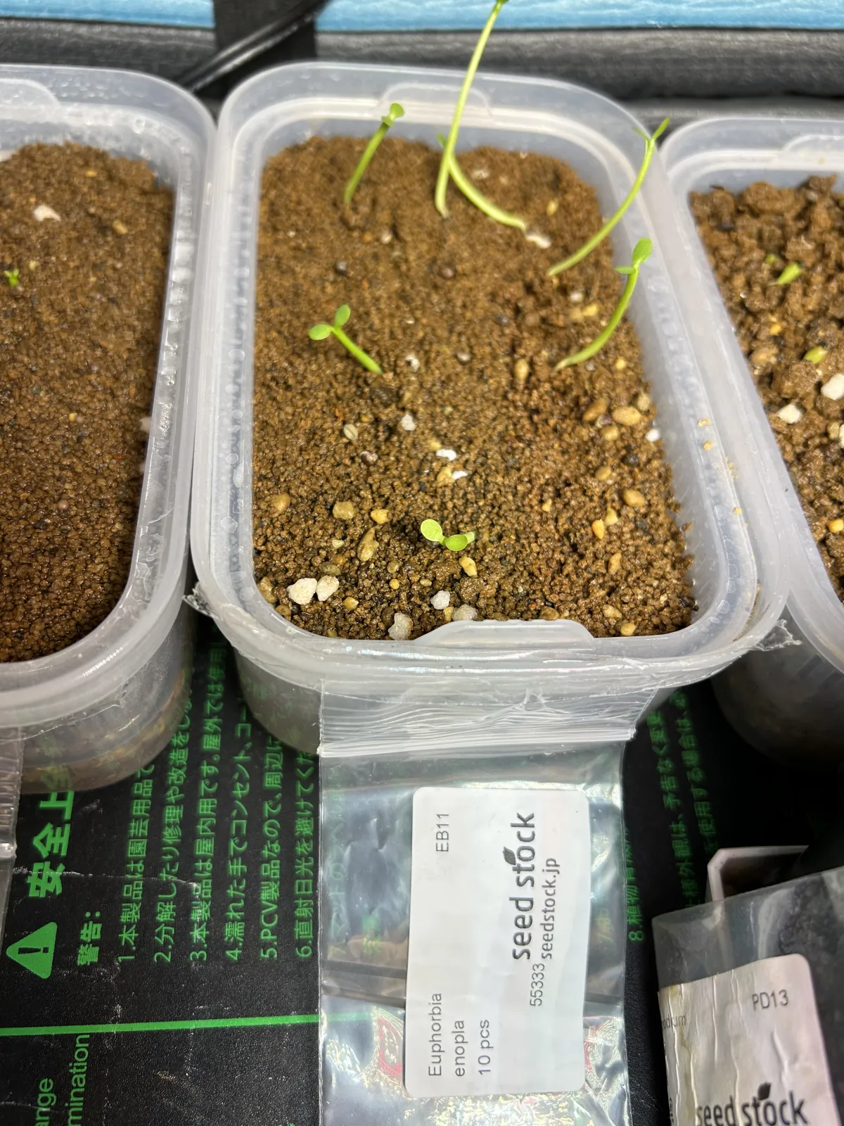 Euphorbia enopla (ユーフォルビア エノプラ 紅彩閣)