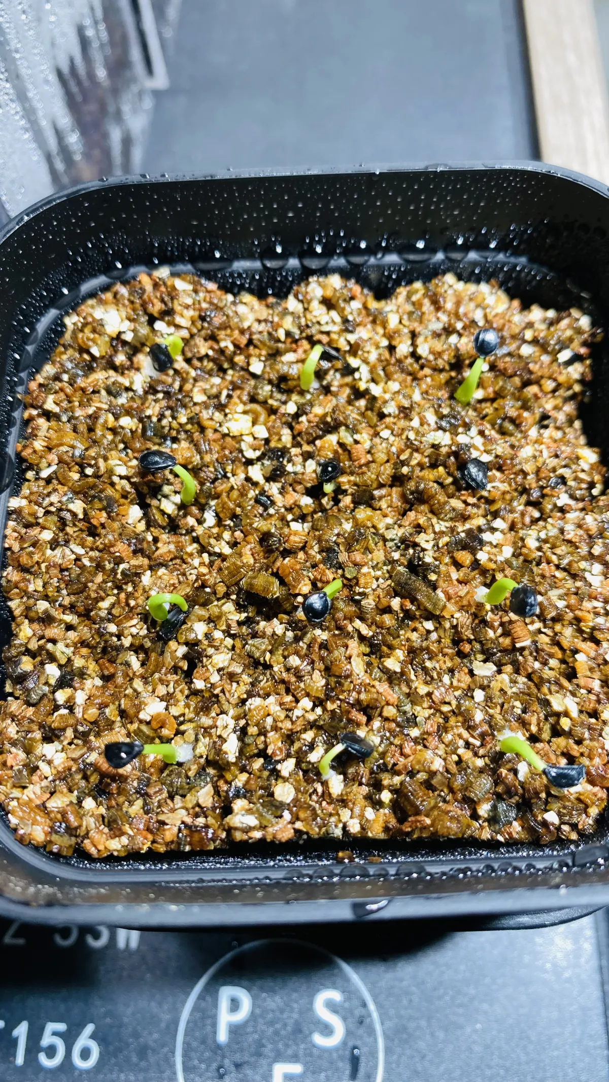 Agave utahensis ssp. utahensis 'Compacta' (アガベ ユタエンシスコンパクタ)