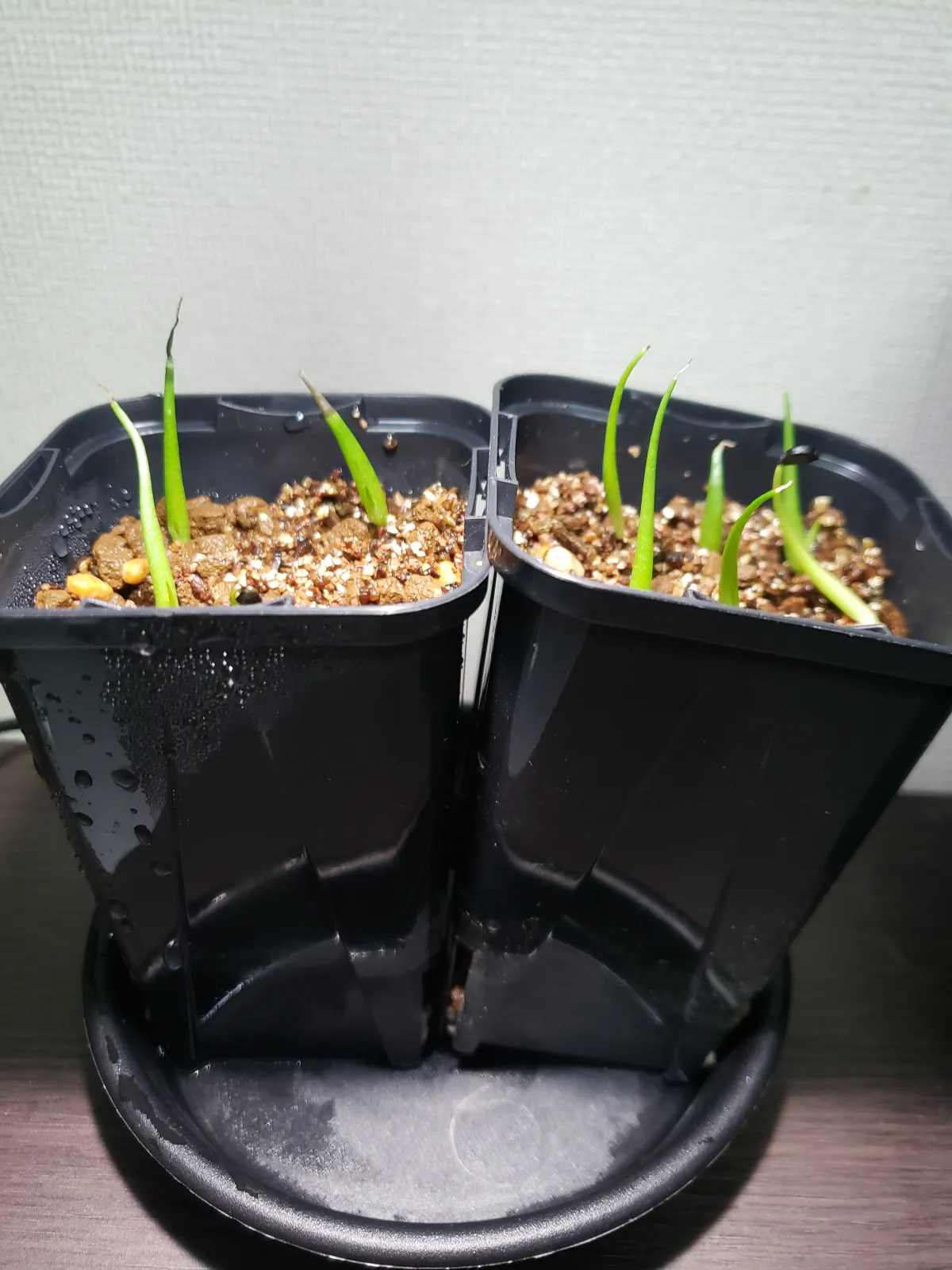 Agave utahensis ssp. utahensis (アガベ ユタエンシス)