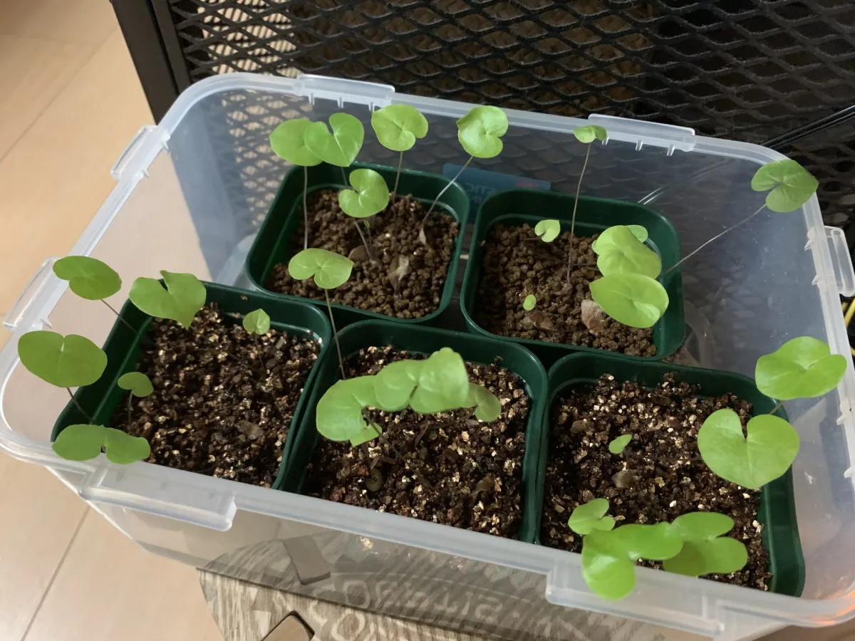 Dioscorea elephantipes (ディオスコレア エレファンティペス アフリカ亀甲竜)