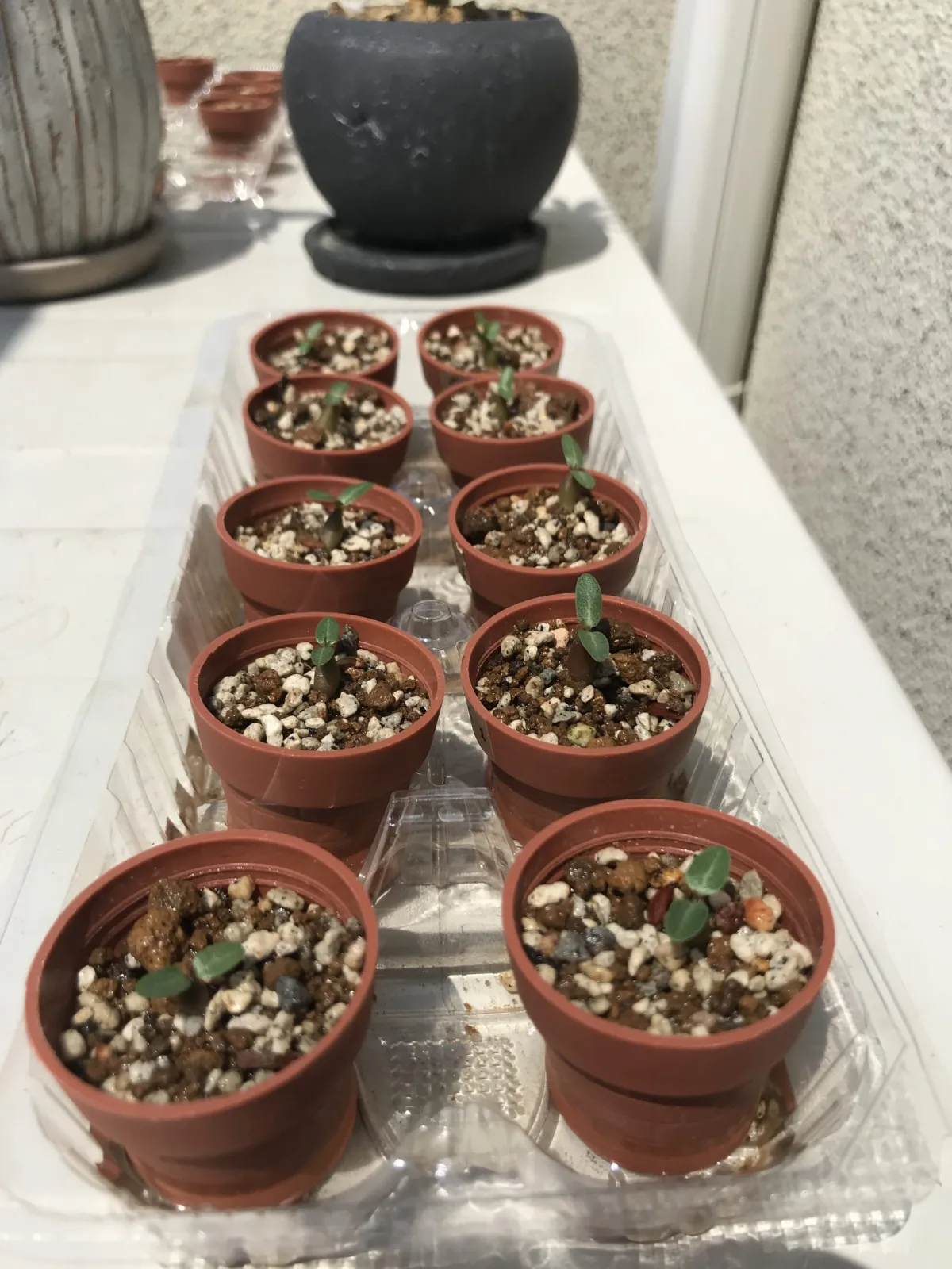 Pachypodium rosulatum var. gracilius (パキポディウム グラキリス)