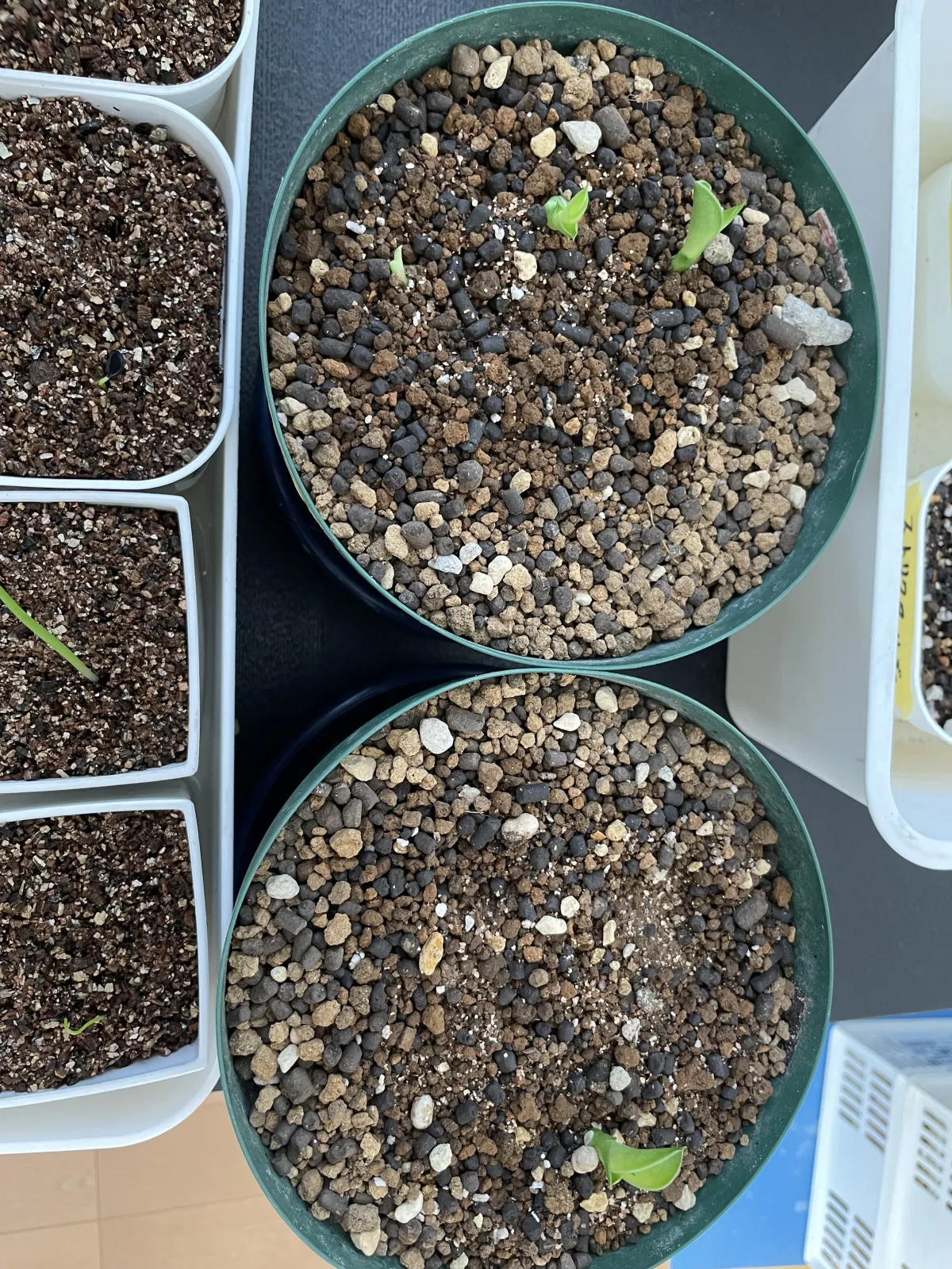 Dracaena hyacinthoides (ドラセナ ヒアシントイデス)