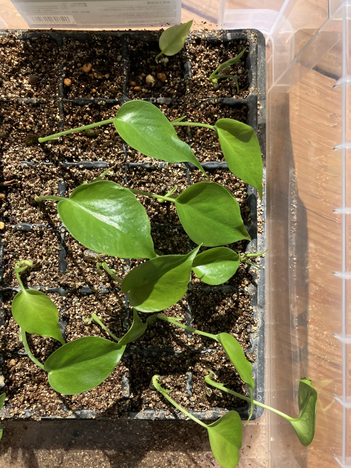 Monstera deliciosa (モンステラ デリシオーサ （小粒）)