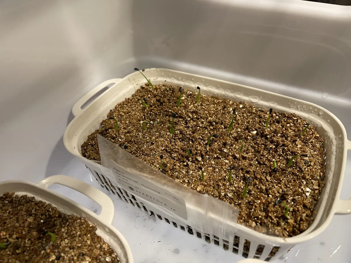  アガベ 人気４種セット 各20粒 ※数量限定