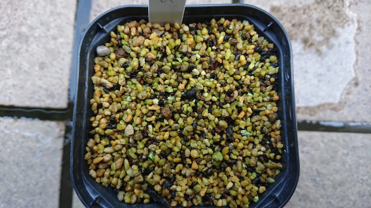 [モニター種子] パキポディウム ブレビカウレ Pachypodium brevicaule ssp. brevicaule