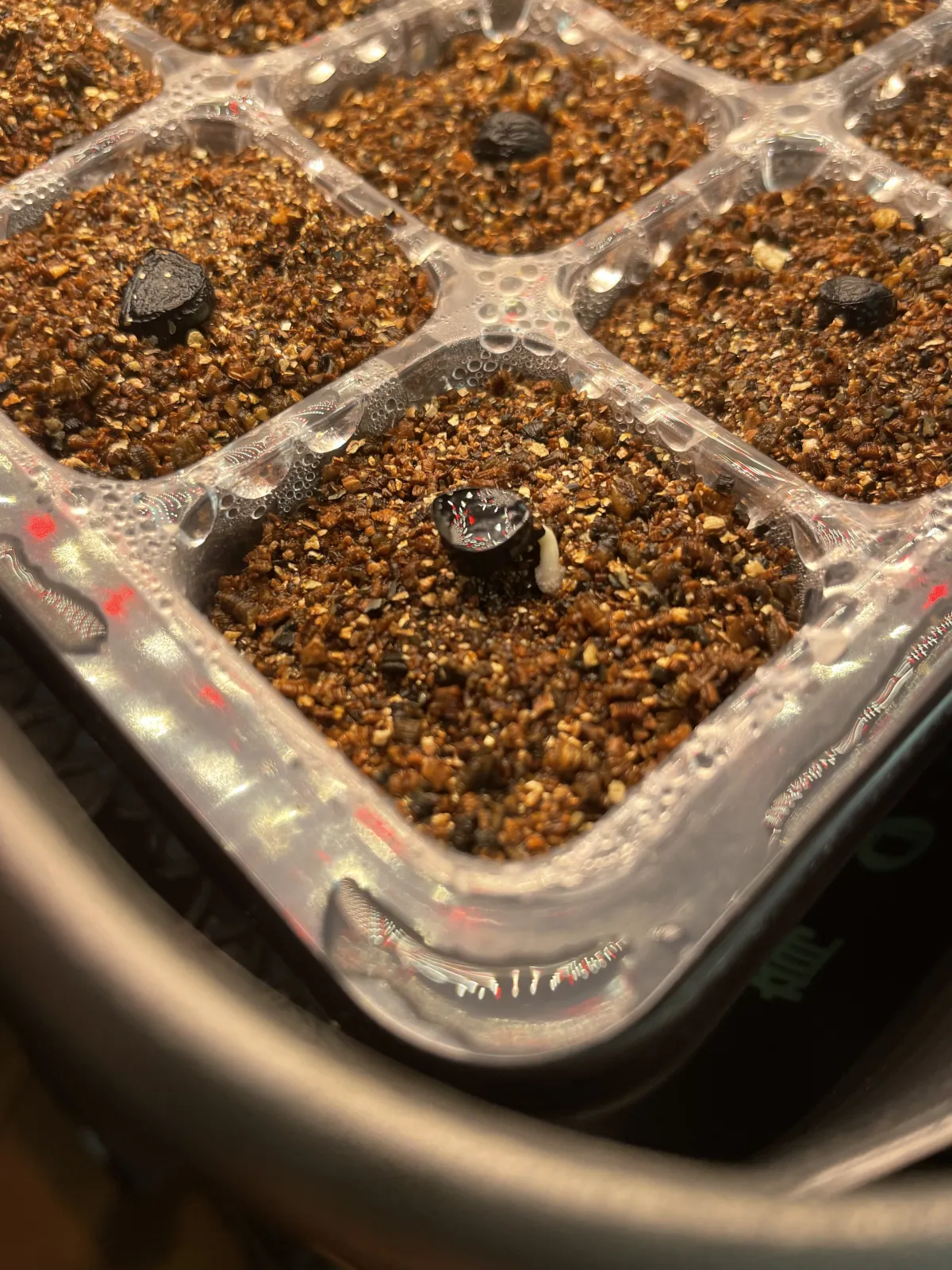 Yucca periculosa (ユッカ ペリクローサ)