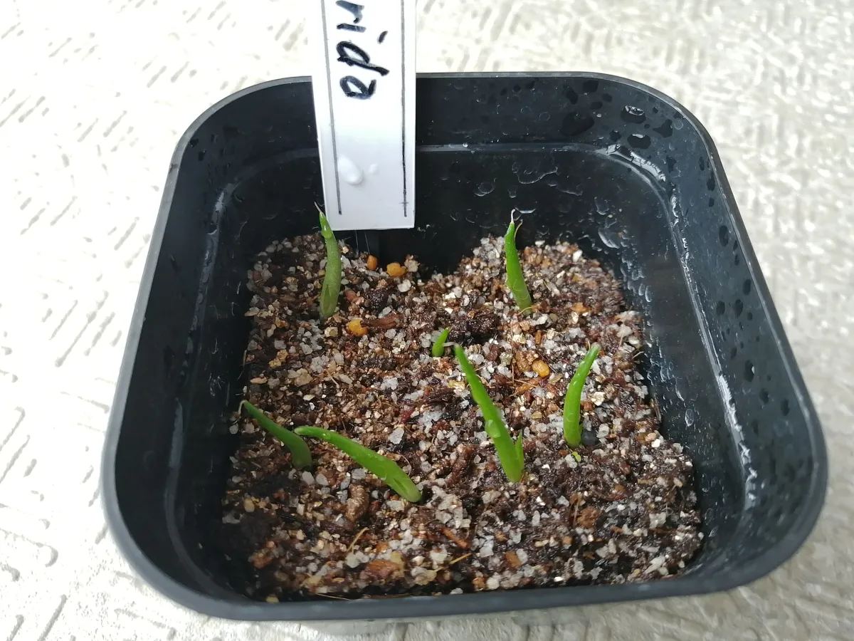 Agave horrida ssp. horrida (アガベ ホリダ)