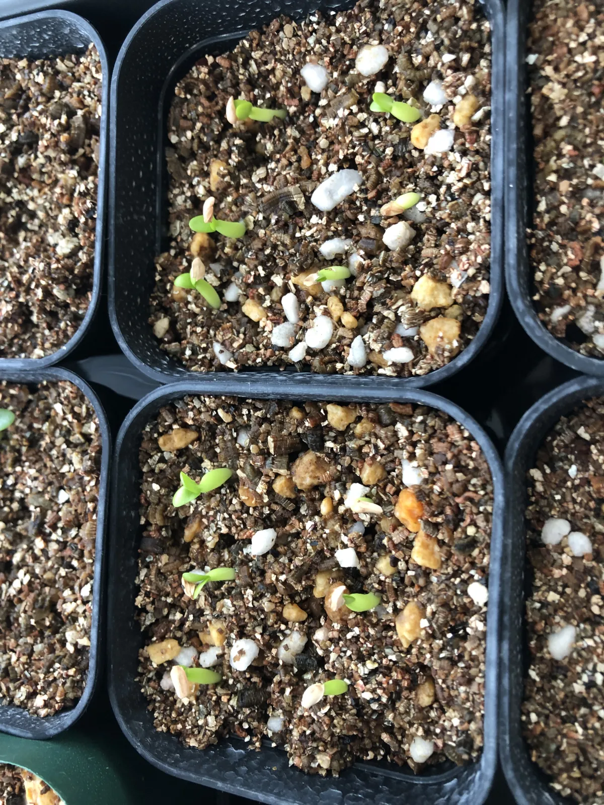 Pachypodium enigmaticum (パキポディウム エニグマチカム)