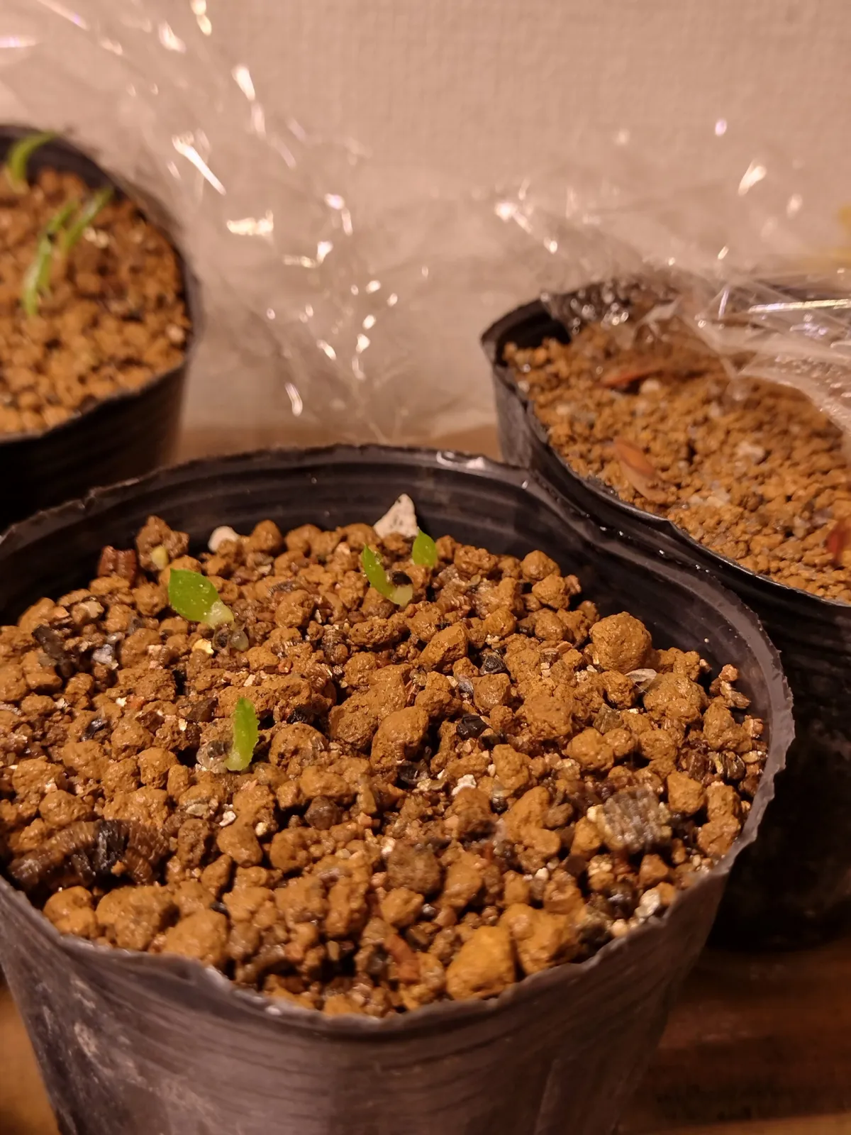 Aloe broomii (アロエ ブルーミー)