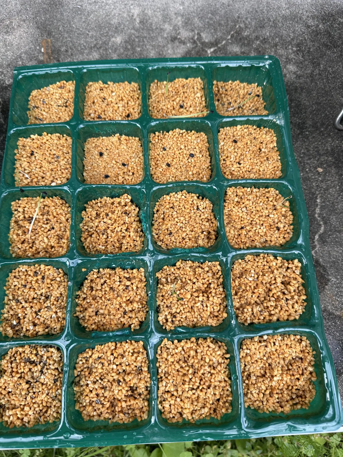 Agave toumeyana var. bella (アガベ トウメヤナ ベラ)