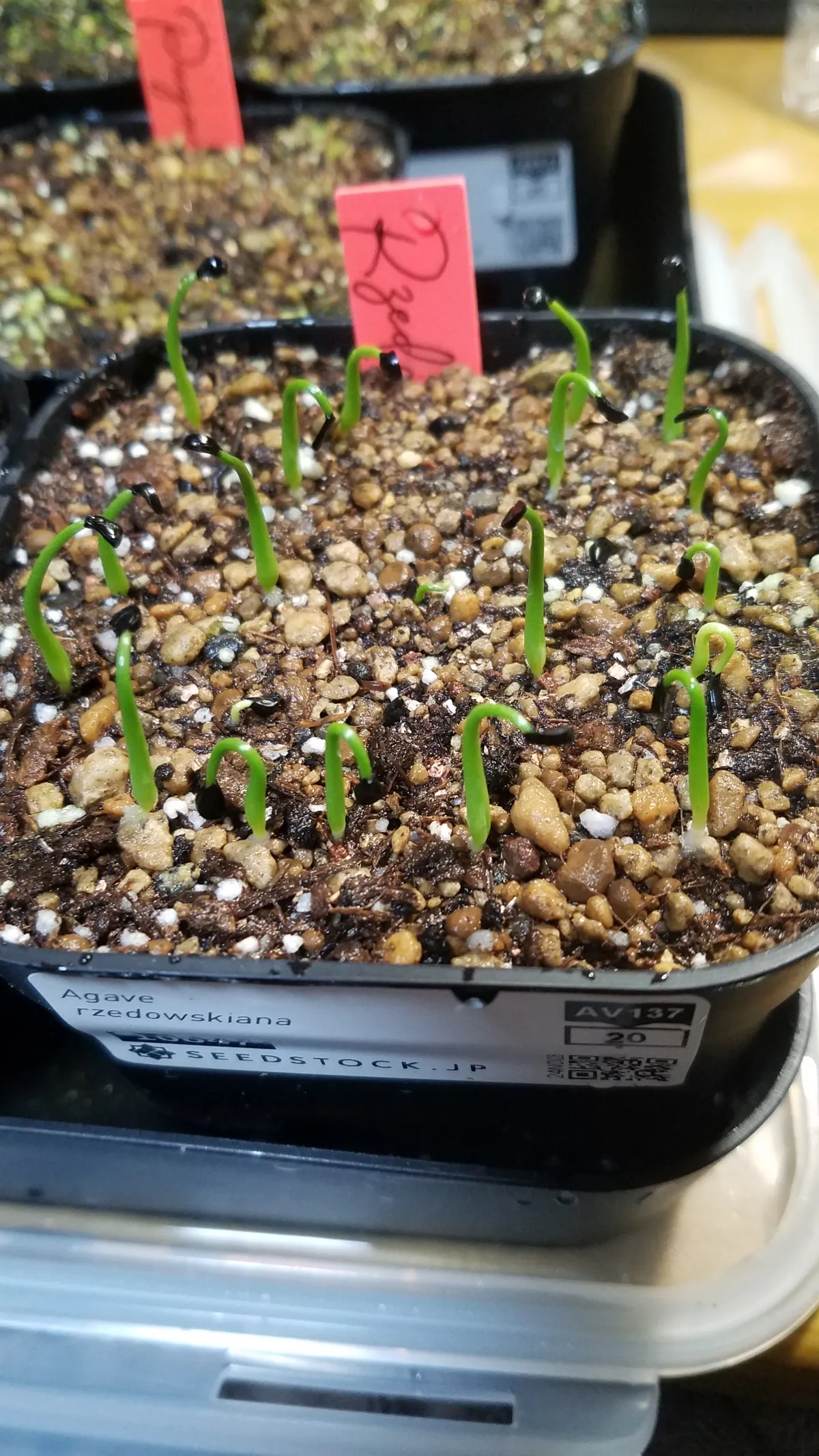 Agave rzedowskiana (アガベ ルゼドウスキアナ)