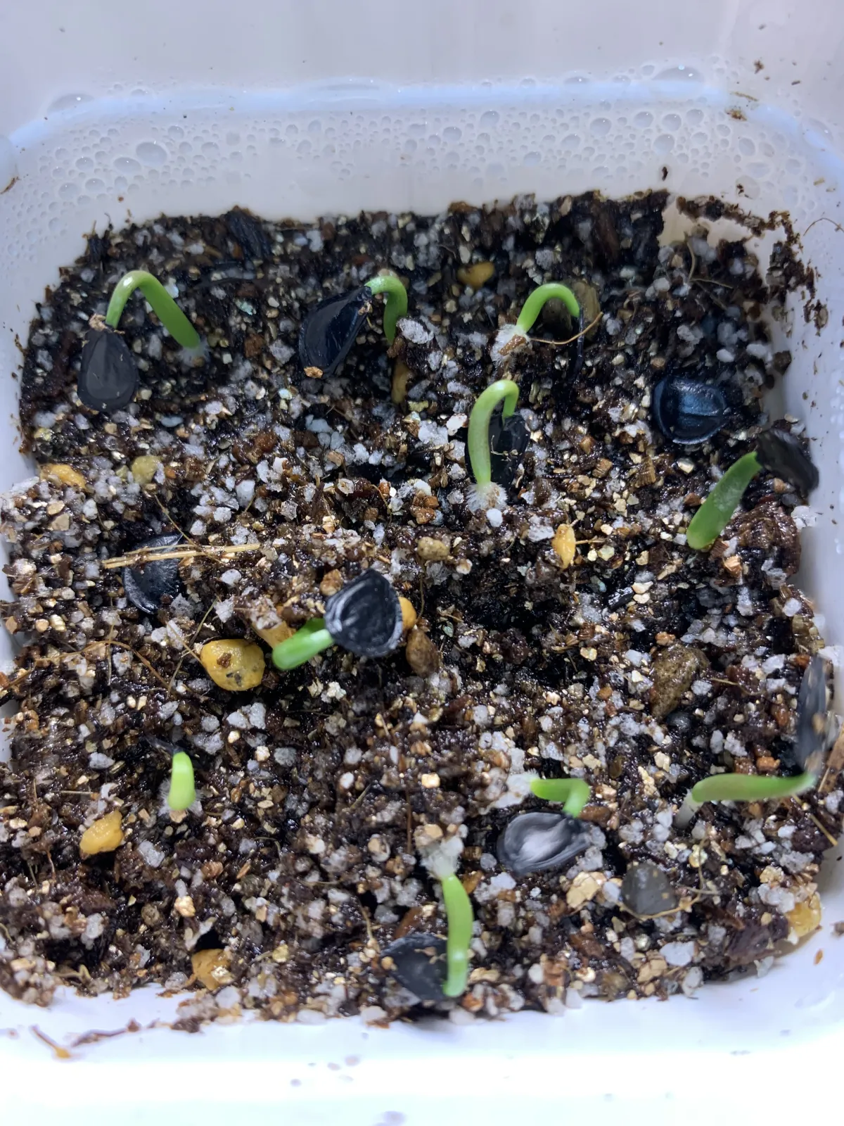 Agave parryi var. truncata (アガベ パリー トランカータ)