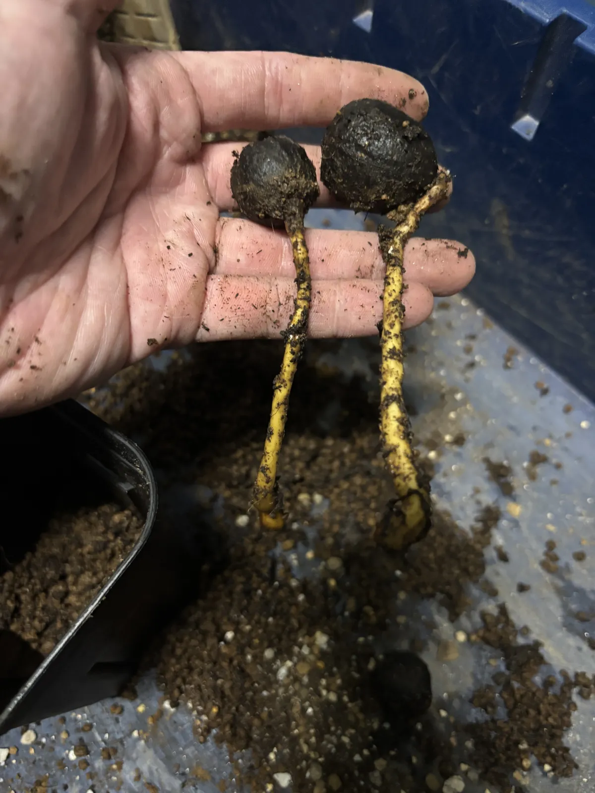 [発根種子] ビスマルキア ノビリス シルバー Bismarckia nobilis 'Silver'