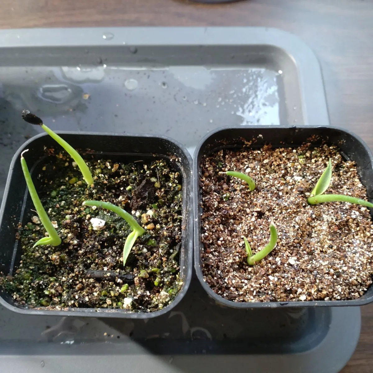 Agave gentryi La Escondida (アガベ ジェントリー ラ・エスコンディーダ)