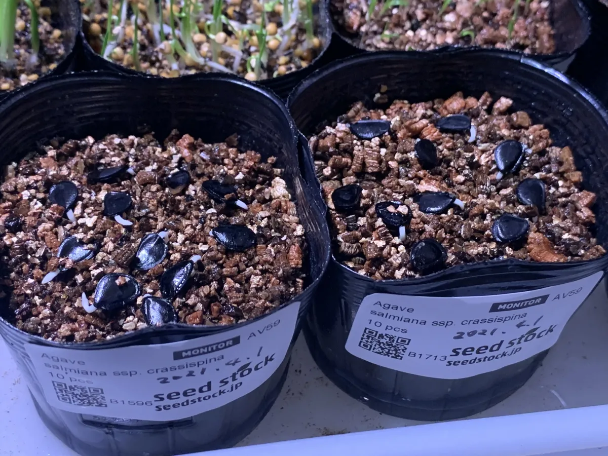 Agave crassispina subsp. crassispina (アガベ サルミアナ クラシスピナ)