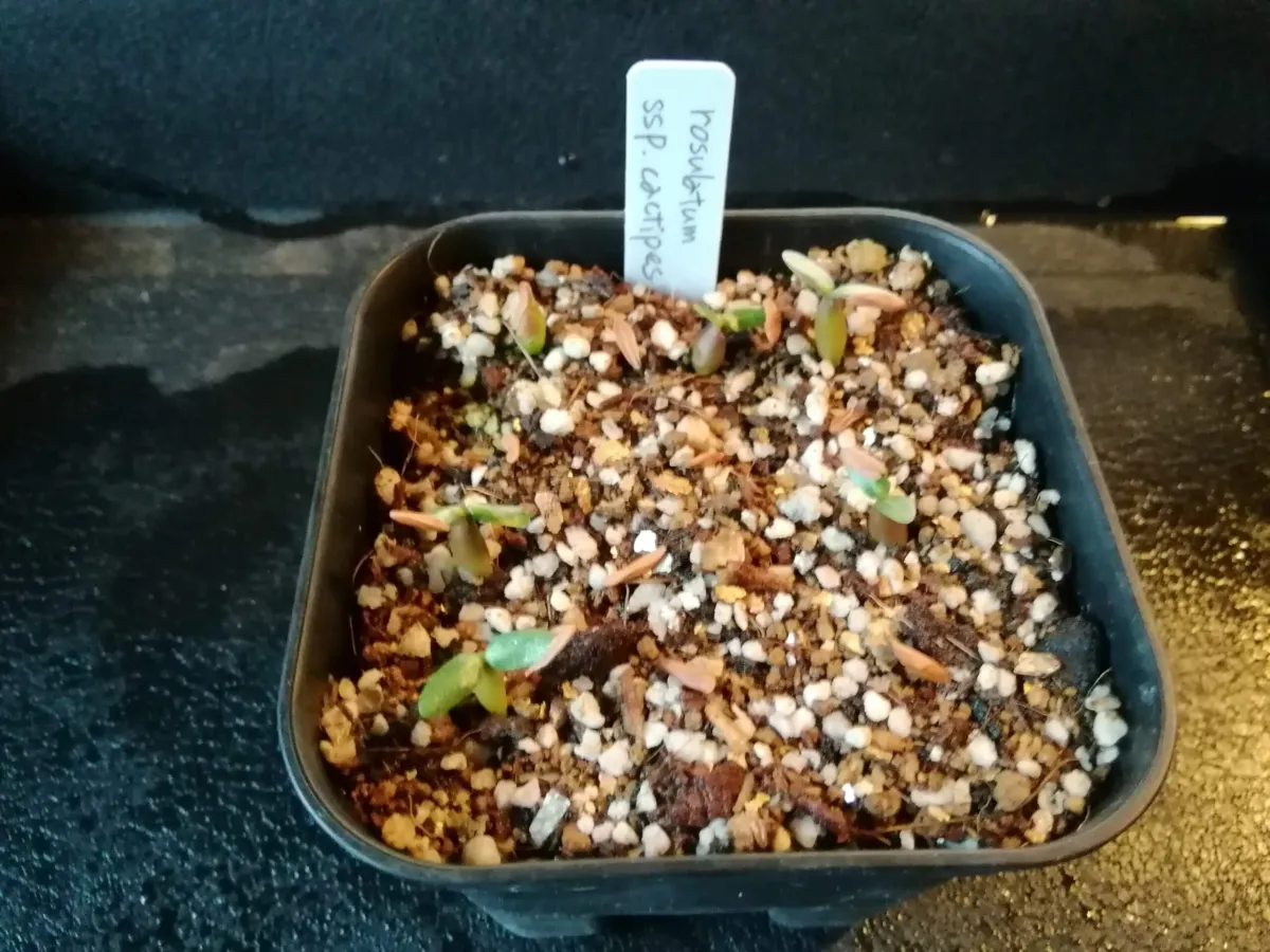 Pachypodium rosulatum ssp. cactipes (パキポディウム カクチペス)