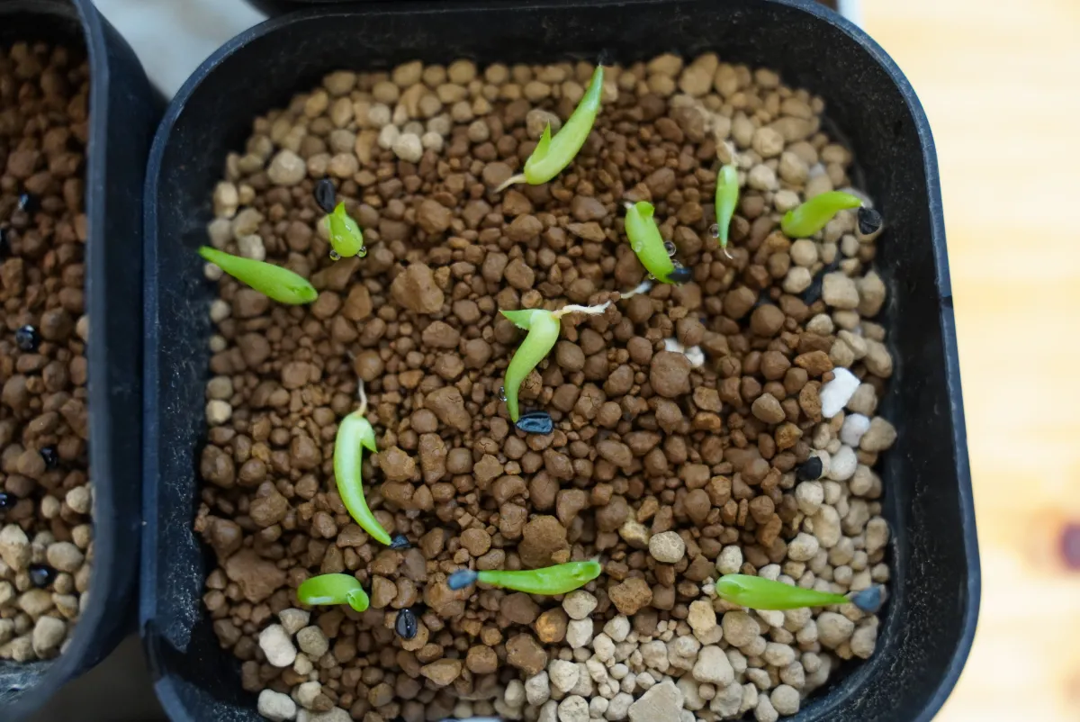 Agave victoriae-reginae ssp. swobodae 'Compacta' (アガベ スワボダエ コンパクタ‘’)