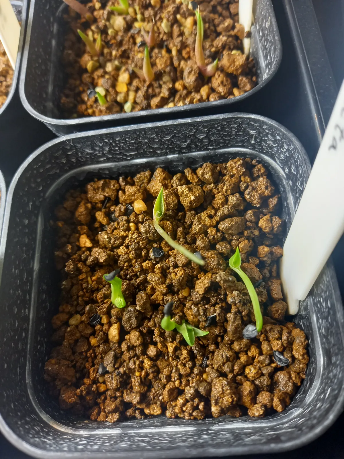 Agave filifera var. compacta (アガベ フィリフェラコンパクタ)