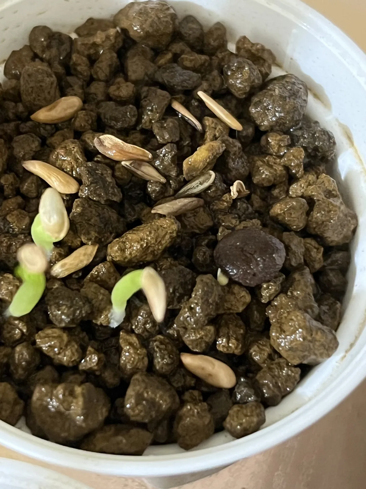 Operculicarya pachypus (オペルクリカリア パキプス)