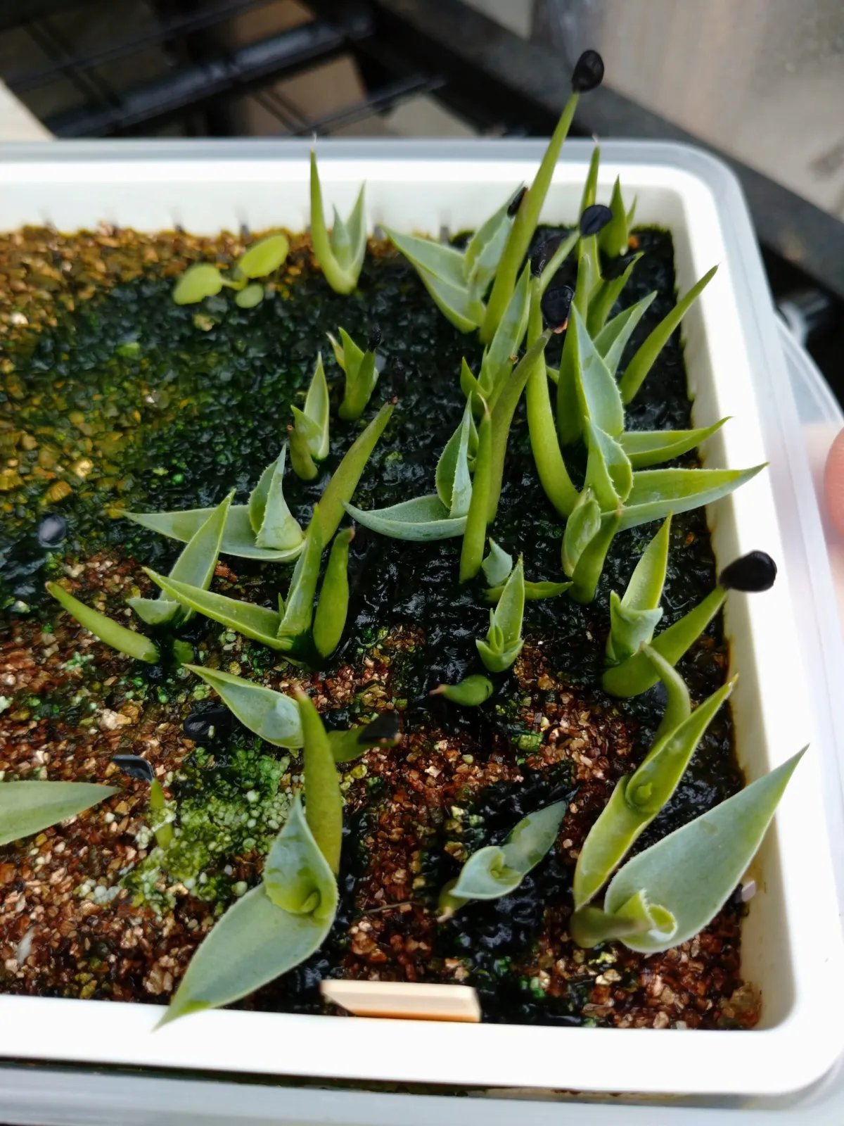 Yucca brevifolia (ユッカ ブレビフォリア)