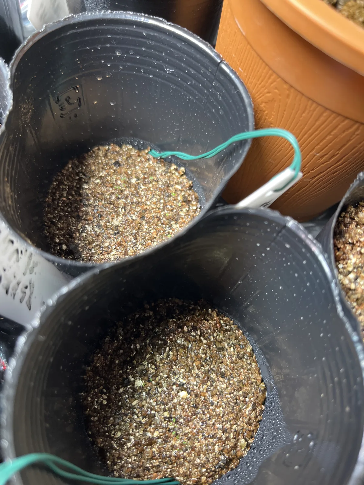 Echeveria rubromarginata (エケベリア ルブロマルジナータ)