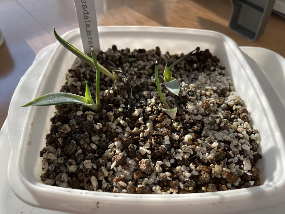 Agave guadalajarana (アガベ グアダラハラナ)