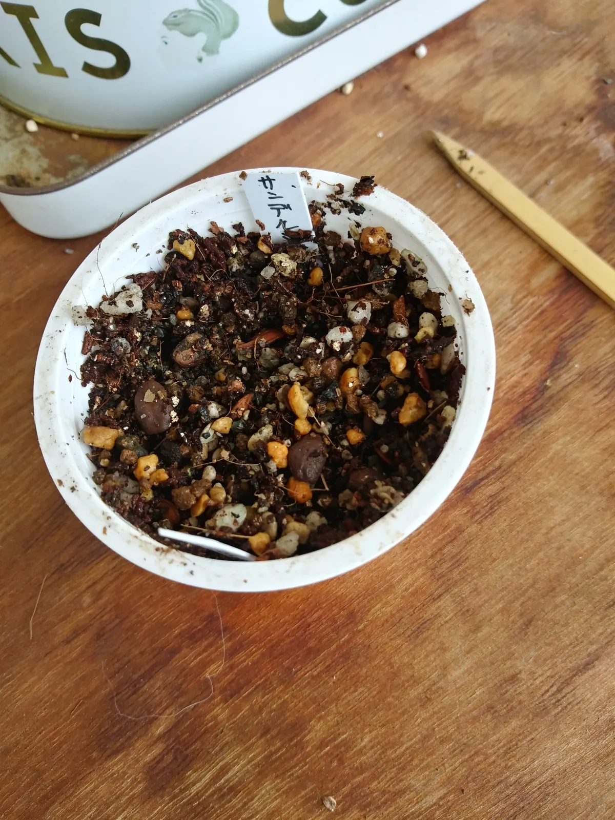 Pachypodium saundersii (パキポディウム サンデルシー 白馬城)