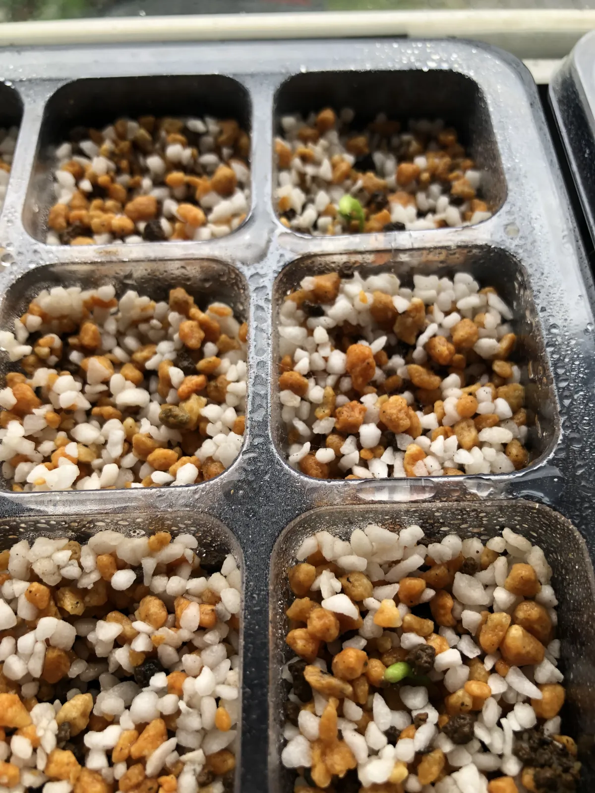 Pachypodium brevicaule subsp. leucoxanthum (パキポディウム レウコキサンツム)