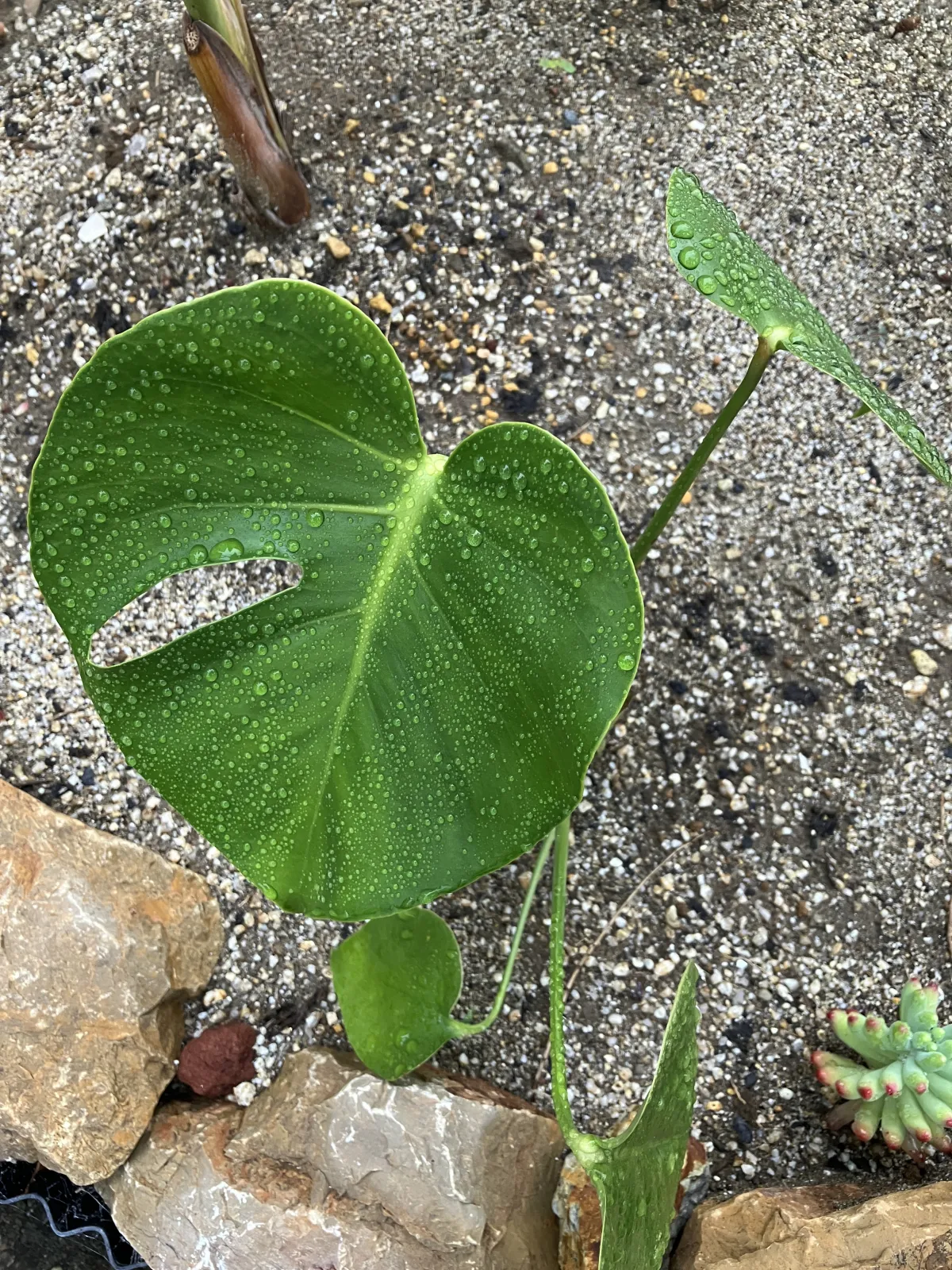 Monstera deliciosa Tauerii (モンステラ タウエリー)