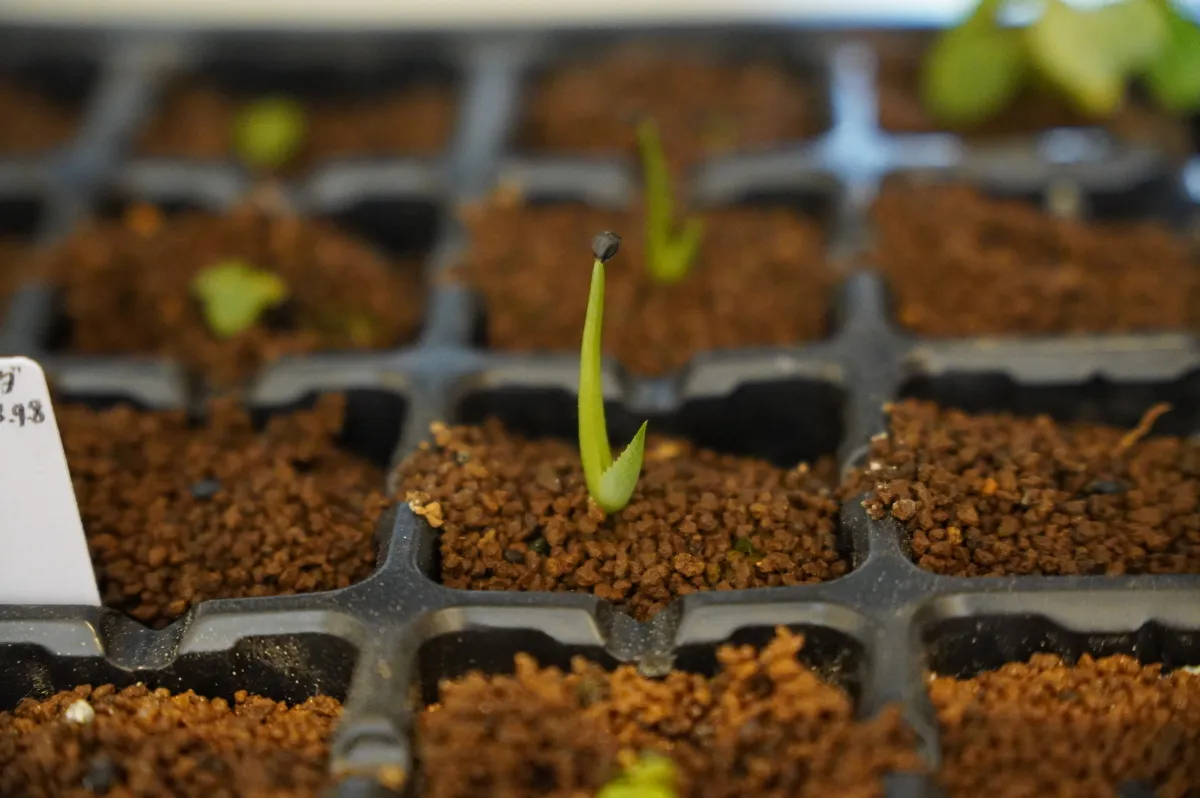 Agave horrida ssp. horrida (アガベ ホリダ)