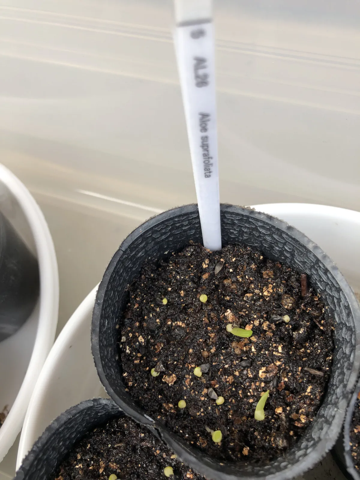 Aloe suprafoliata (アロエ スプラフォリアータ)